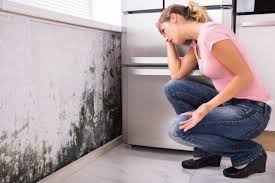 Best Airborne Mold Testing  in Manhasset Hills, NY